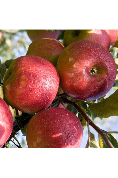 Malus domestica Jonagold Early Queen